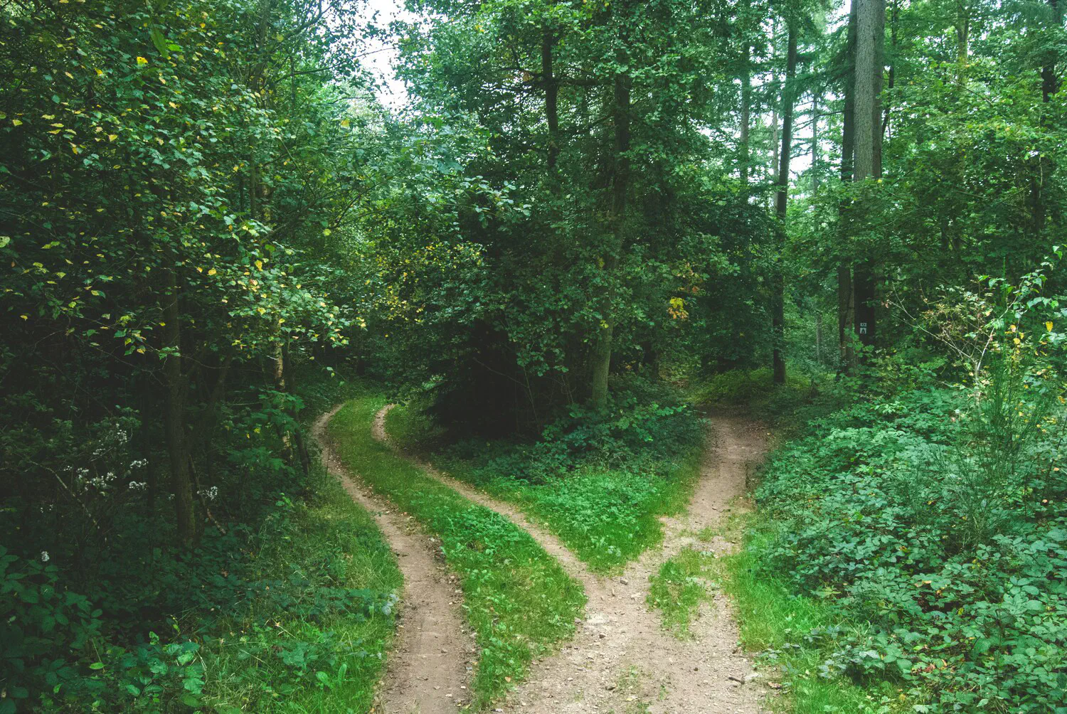 Fork in road