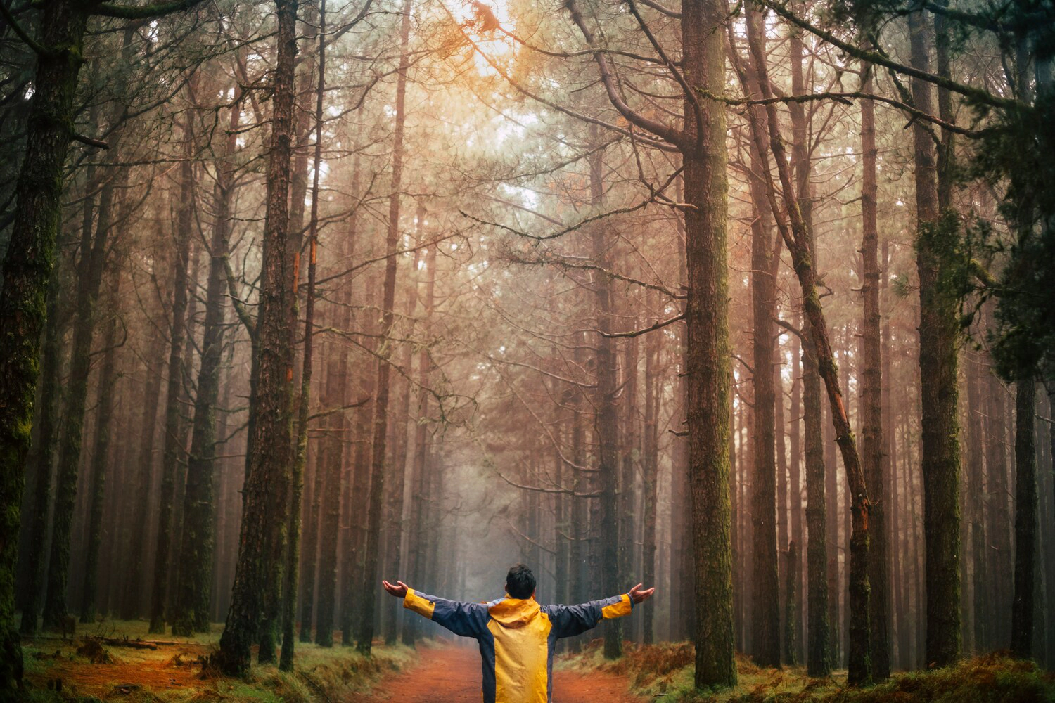 image title Fresh start forest