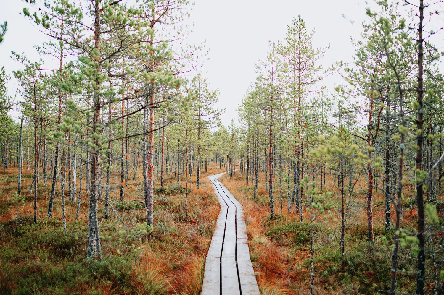 Learning path