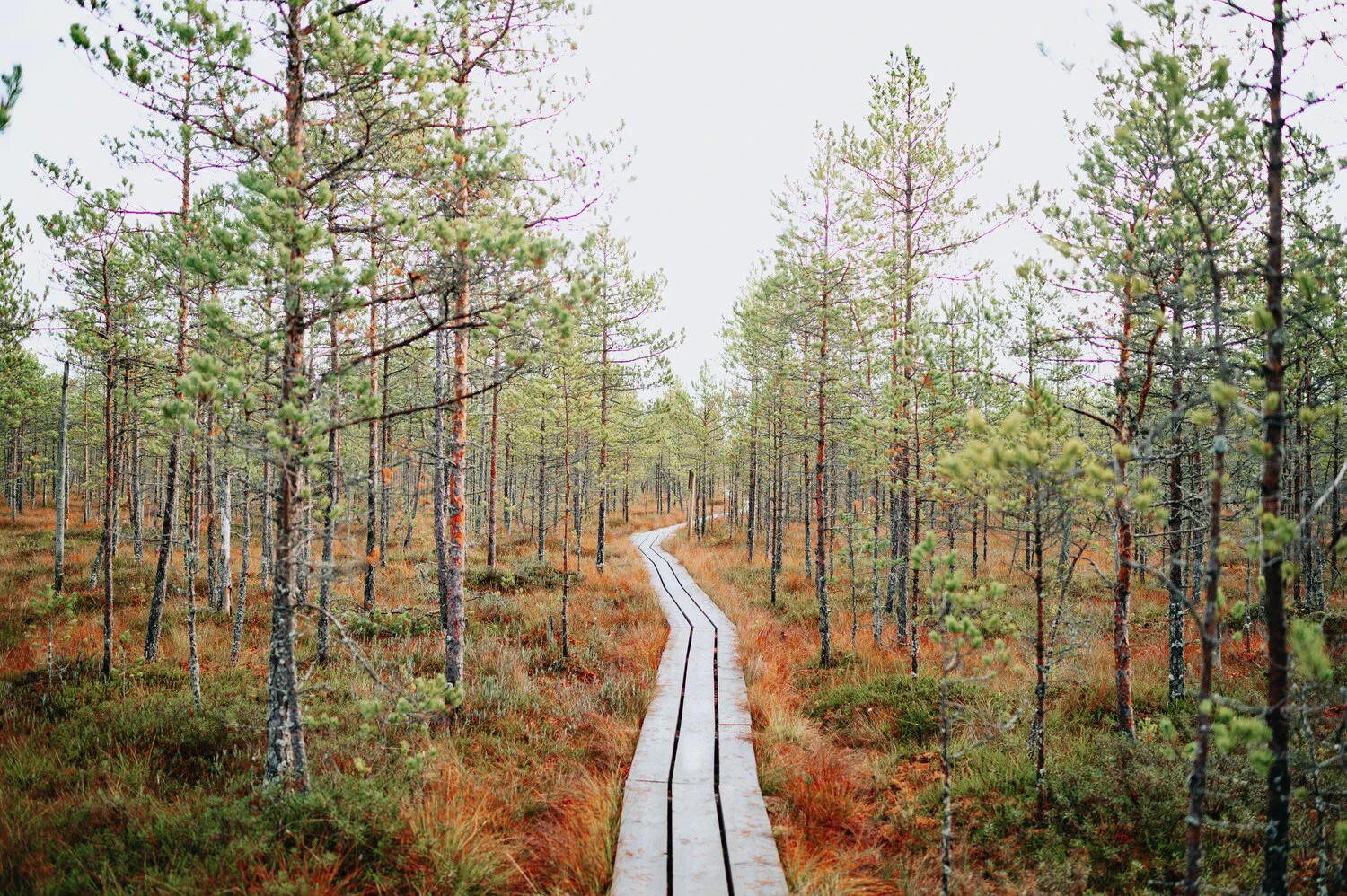 Learning path