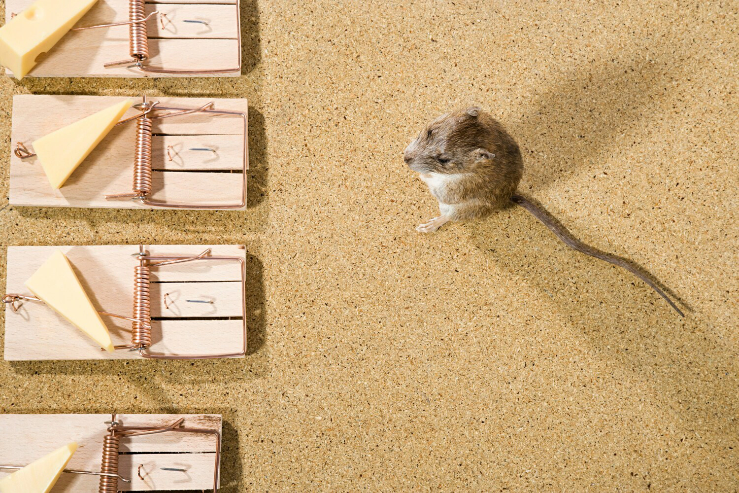 image title Mouse trap