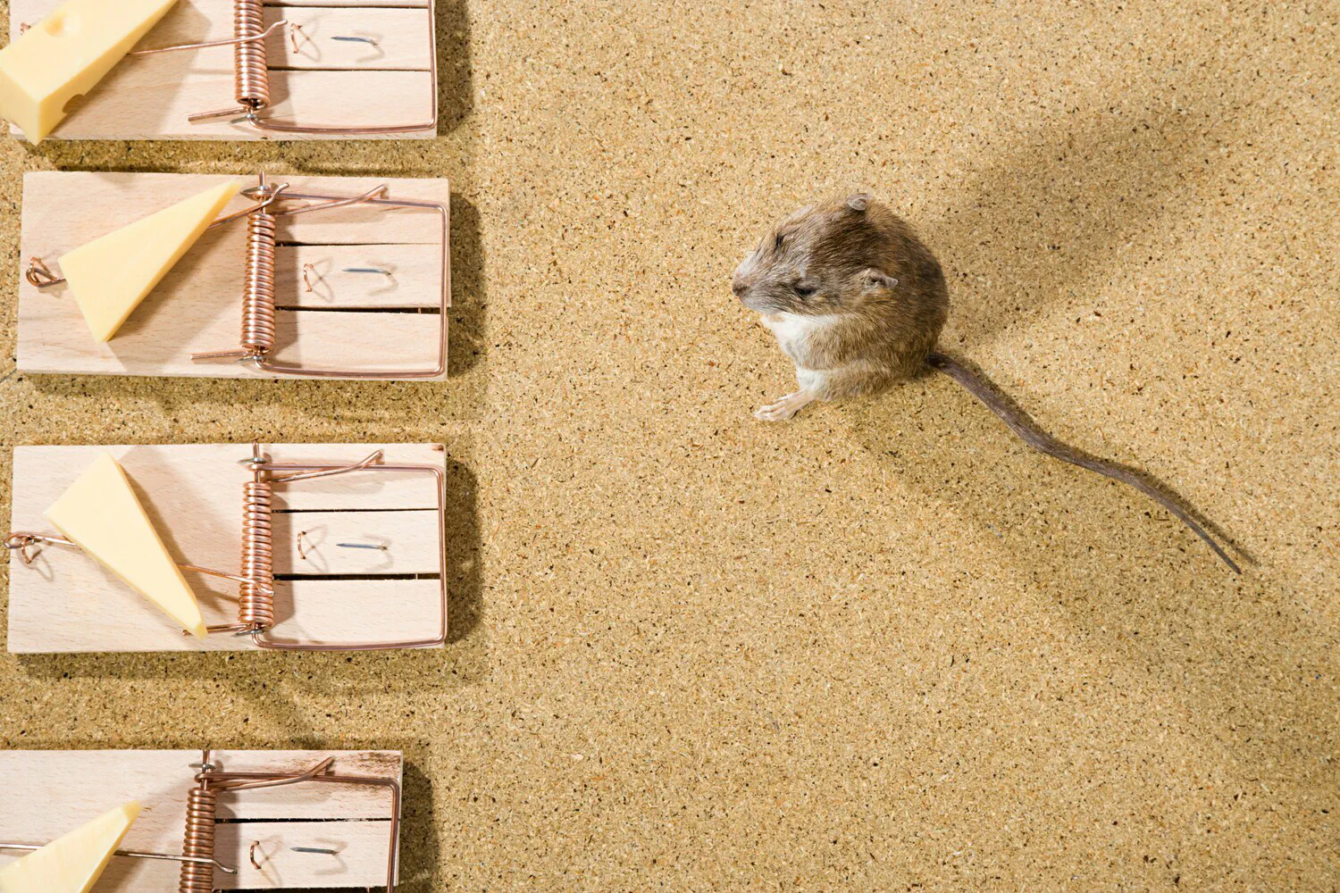 image title Mouse trap