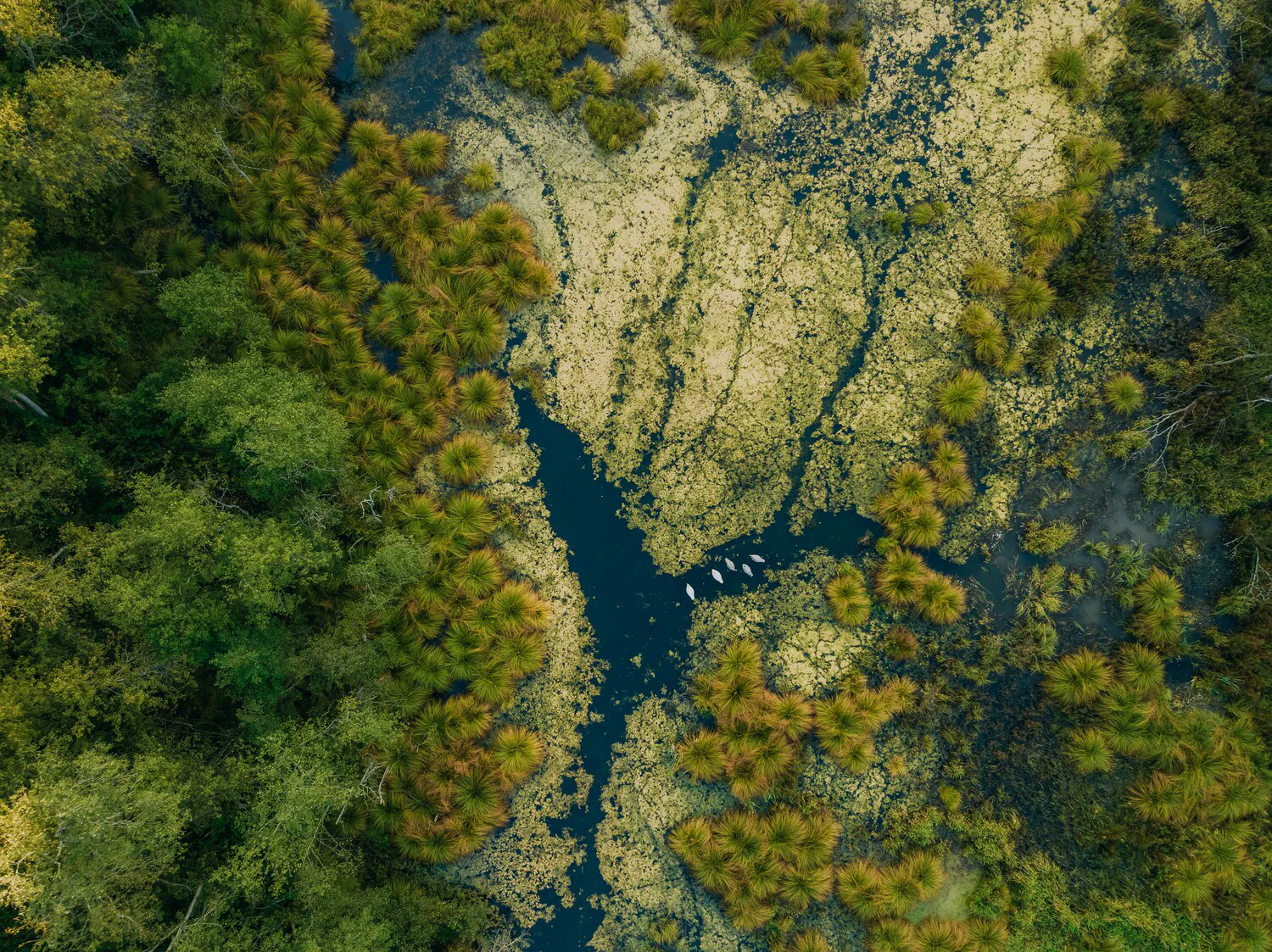 image title Branching river